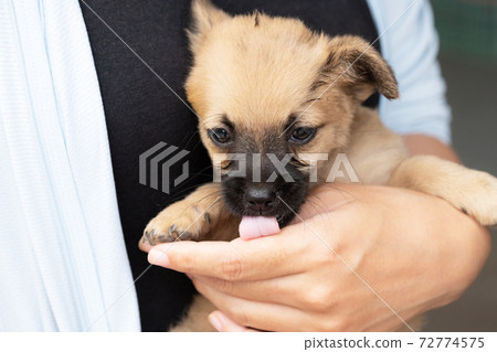 一個女人抱著一隻棕色的小狗 72774575