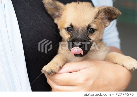 A brown puppy hugged by a woman 72774576