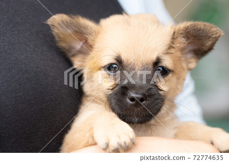 A brown puppy hugged by a woman A brown puppy hugged by a woman 72774635