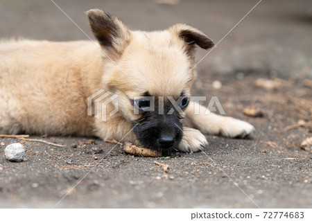 Brown puppy Brown puppy 72774683