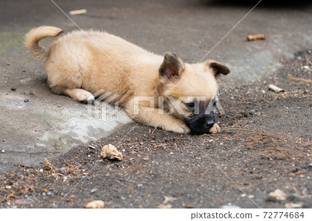 Brown puppy Brown puppy 72774684