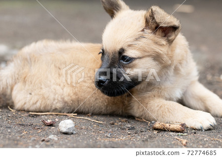 Brown puppy Brown puppy 72774685