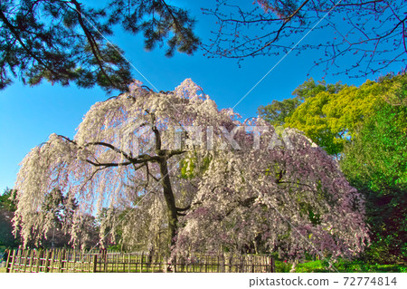 Photographed from the side of Kyoto Gyoen "Izumizu Weeping Cherry Blossoms" Photographed from the side of Kyoto Gyoen "Izumizu Weeping Cherry Blossoms" 72774814
