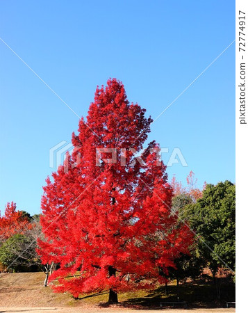Autumn leaves scenery of "Fu tree" which is also called "Red Christmas tree" 72774917