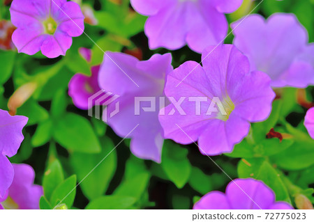 Calibrachoa, a purple flower that blooms in spring Calibrachoa, a purple flower that blooms in spring 72775023