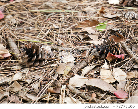 Pine cones (pine cones) Pine cones (pine cones) 72775100