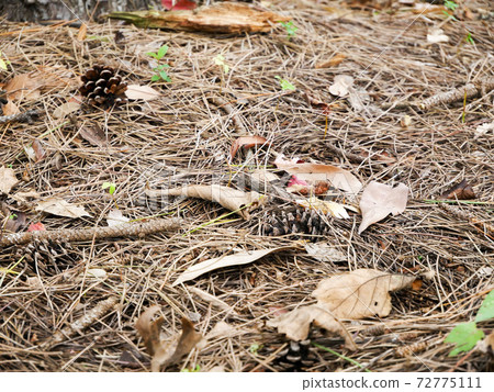 Pine cones (pine cones) 72775111