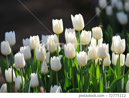 Beautiful white tulips Beautiful white tulips 72775112