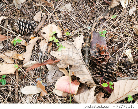 Pine cones (pine cones) 72775113