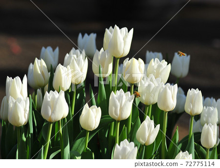 Beautiful white tulips Beautiful white tulips Beautiful white tulips Beautiful white tulips 72775114