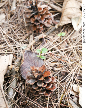 Pine cones (pine cones) 72775115