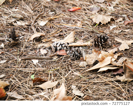Pine cones (pine cones) Pine cones (pine cones) 72775127