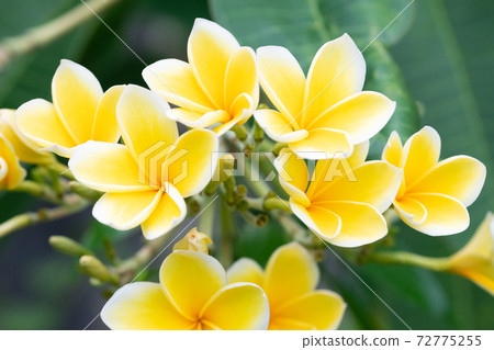 黃色雞蛋花 72775255