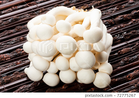 Bunashimeji Bunashimeji 72775267