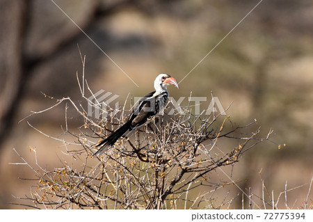 Northern Red-billed Hornbill (Samburu Trails, Kenya) 72775394
