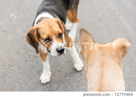 Dog's greetings Dog's greetings 72775469