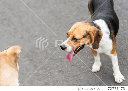 Dog's greetings Dog's greetings 72775473