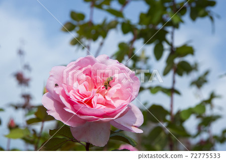 Pink roses shining in the clear autumn Pink roses shining in the clear autumn 72775533