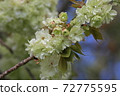 Turmeric cherry tree 72775595