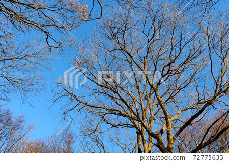 Looking up at the winter sky, deciduous trees, landscape Looking up at the winter sky, deciduous trees, landscape 72775633