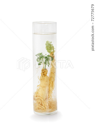 Ginseng root in a glass jar. Medicinal tincture of ginseng root. Ginseng root in a glass jar. Medicinal tincture of ginseng root. 72775679