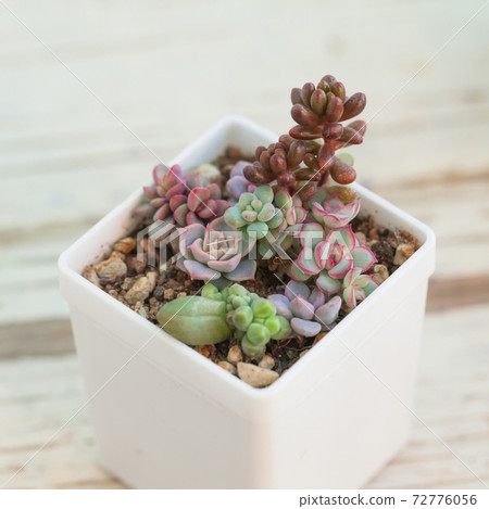 Little succulent houseplants in white pot. Echeveria, sedum and pachyphytum flowers Little succulent houseplants in white pot. Echeveria, sedum and pachyphytum flowers 72776056