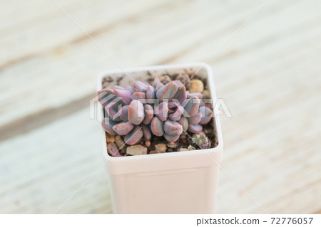 Little purple echeveria in white pot Little purple echeveria in white pot 72776057
