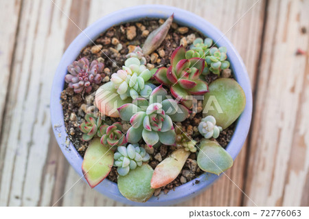 Echeveria succulent plants top view, minigarden on white background 72776063