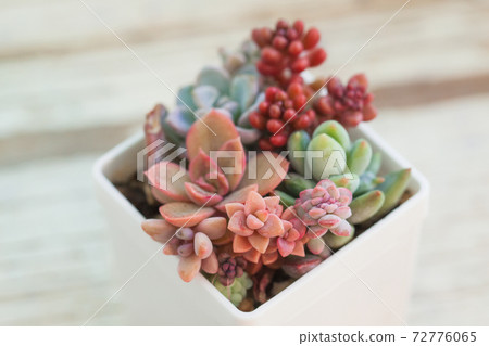 Succulent pink and orange colorful houseplants in white blurred background 72776065