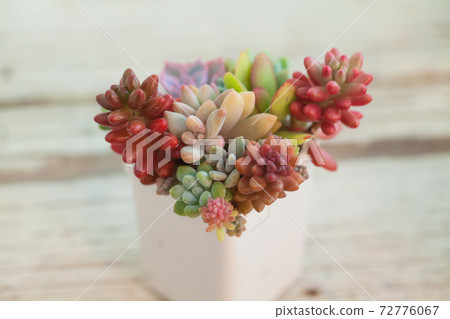 Sedum and echeveria succulent houseplants in white pot Sedum and echeveria succulent houseplants in white pot 72776067