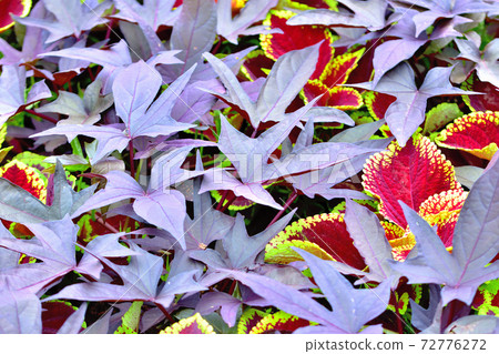 科里烏斯（Corius），欣賞葉子的花朵 72776272