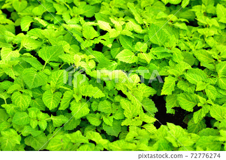 科里烏斯（Corius），欣賞葉子的花朵 72776274