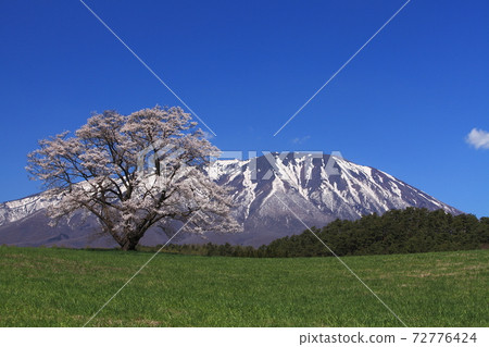Koiwai farm 1 cherry tree Koiwai farm 1 cherry tree 72776424