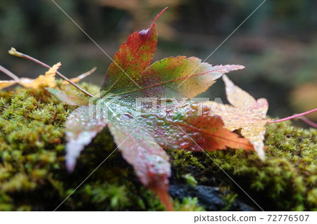 Maple leaves and drops Maple leaves and drops 72776507