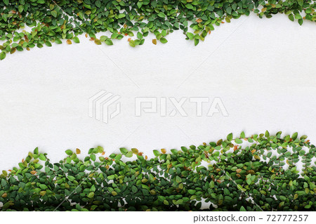 the green creeper plant on white wall 72777257