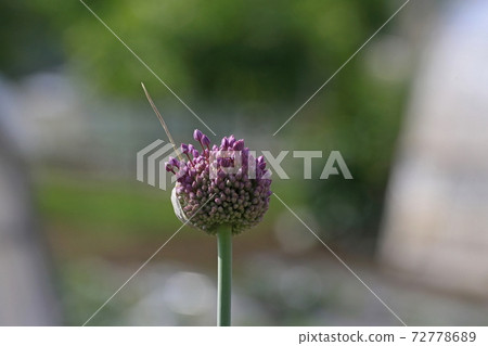 Garlic flowers Garlic flowers 72778689