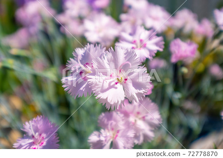 Dianthus flower 72778870