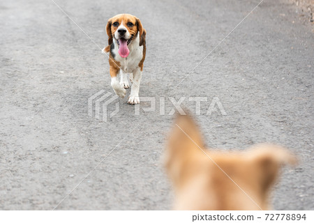Dog's greetings Dog's greetings 72778894