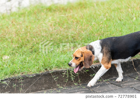 Beagle dog for a walk Beagle dog for a walk 72778901