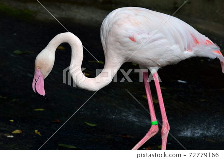 紅鶴(Phoenicopteridae)又名紅鸛、火鶴或火烈鳥,在台灣野生動物園。 72779166