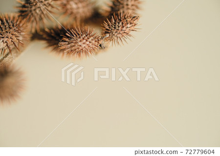 Xanthium occidentalis gathering in the upper left 72779604