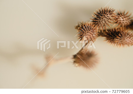 生長在樹枝上的棘手的粘蟲 72779605