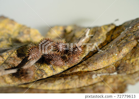 Oonamomi放在大葉子上 Oonamomi放在大葉子上 72779613