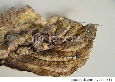 小am的落葉和秋風 小am的落葉和秋風 72779614