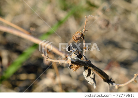 附著在路邊樹枝上生長的昆蟲 附著在路邊樹枝上生長的昆蟲 72779615
