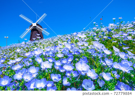 Windmill and nemophila flower Windmill and nemophila flower 72779884