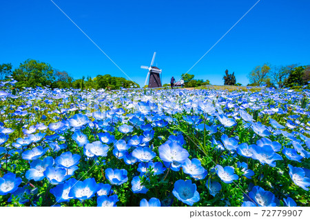 Windmill and nemophila flower Windmill and nemophila flower 72779907