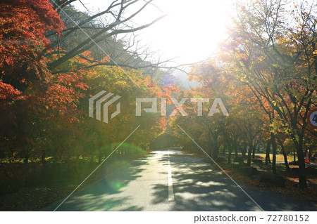 秋天旅行，秋天風景，國家公園 72780152