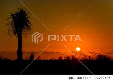 Sunset and palm tree Sunset and palm tree 72780306