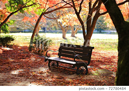 Beautiful Autumn Scenery, Autumn Maple Leaves - Stock Photo [72780484] -  Pixta